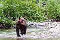 Alaska Wildlife-26
